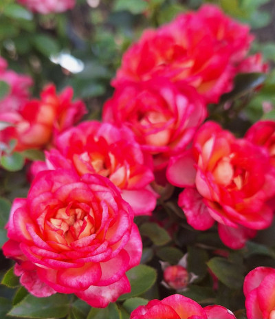 Меджик Карусель