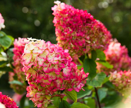 Лівінг Колорфул Коктейль  Hydrangea Living Col. Cocktail 2 річна