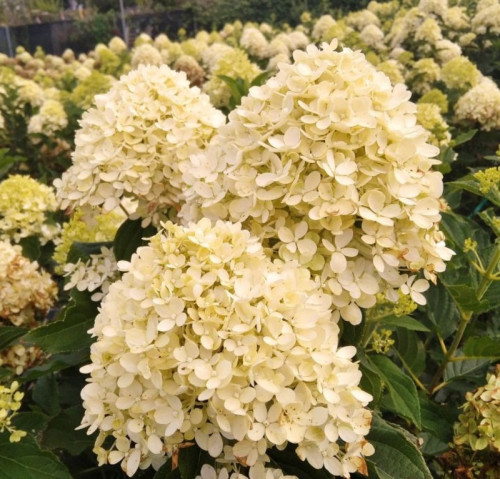 Лівінг Котон Крем/ Living Cotton Cream 2 річна