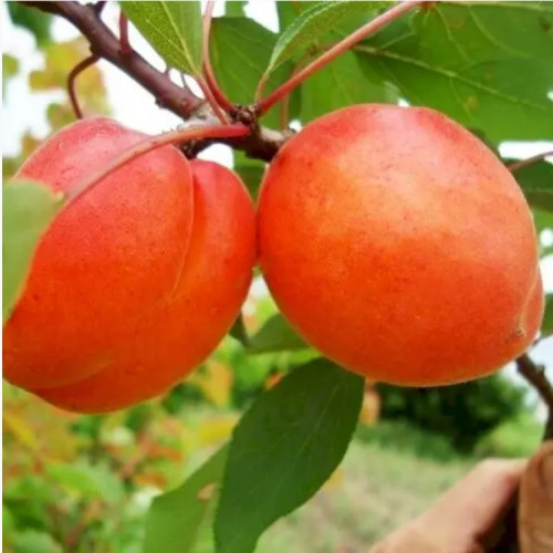 Нельсон (пізній)