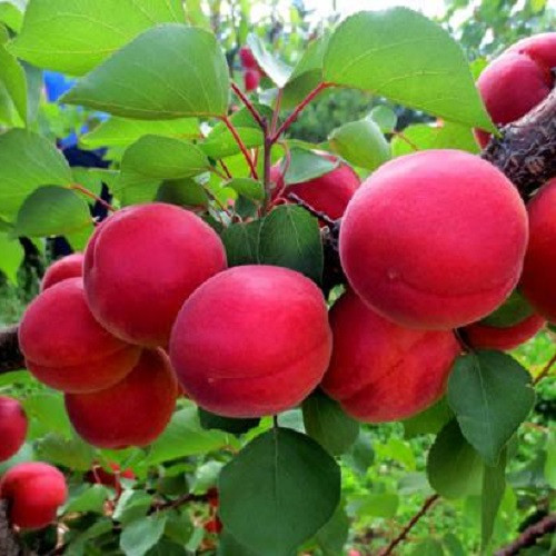 Самурай (ранній)