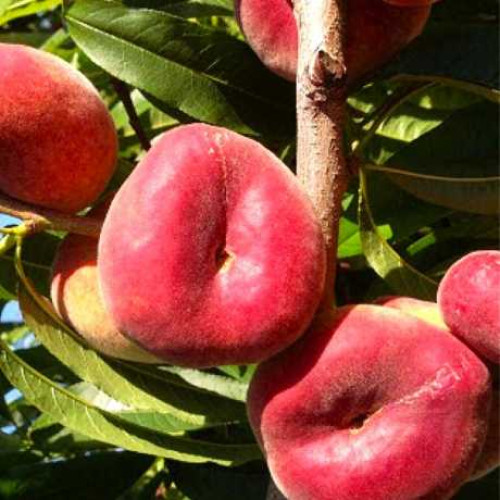 Юла (інжирний)