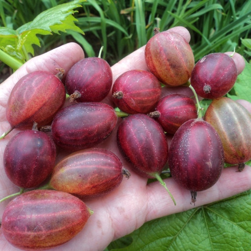 Аґрус «Тіксія»