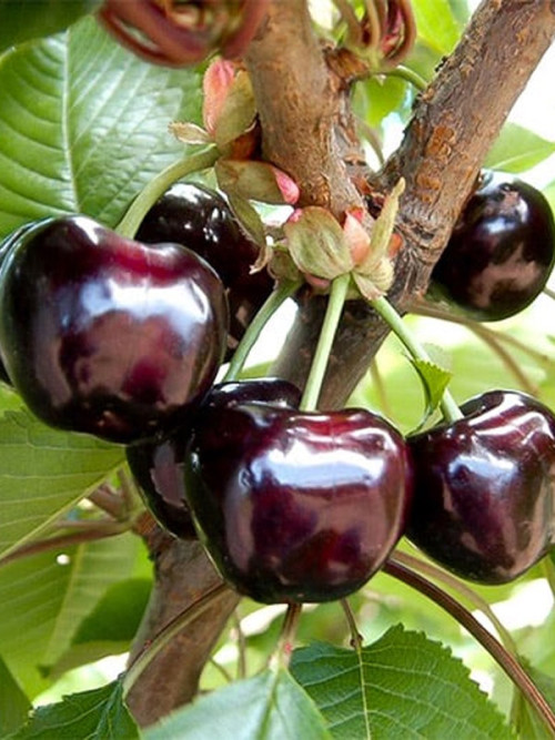 Черешня Меркант