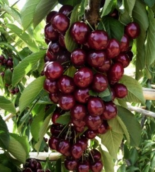 Вишня «Молодіжна»