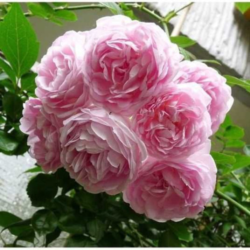 Жасміна (Jasmina) 