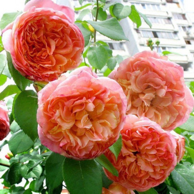 Папі Дельбар (Papi Delbard)