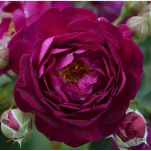 Розенгартен Цвайбрюкен (Rosengarten Zweibrücken)