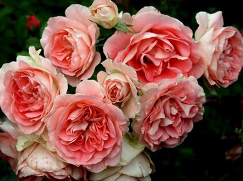 Джет Сет (Jet Set, LAPra)