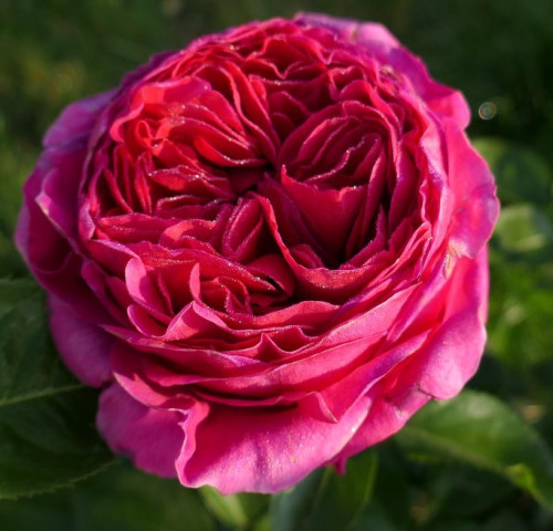 Марієтта (Marietta)