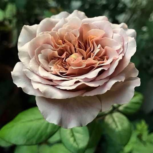 Кафе Латте (Cafe Latte) 