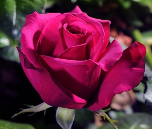 Хот Принцес (Hot Princess)