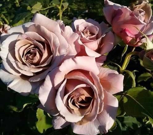 Коко Локо (Koko Loko) 