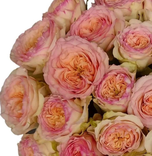  Флешбек Саммерхаус (Fleshback sammerhouse)