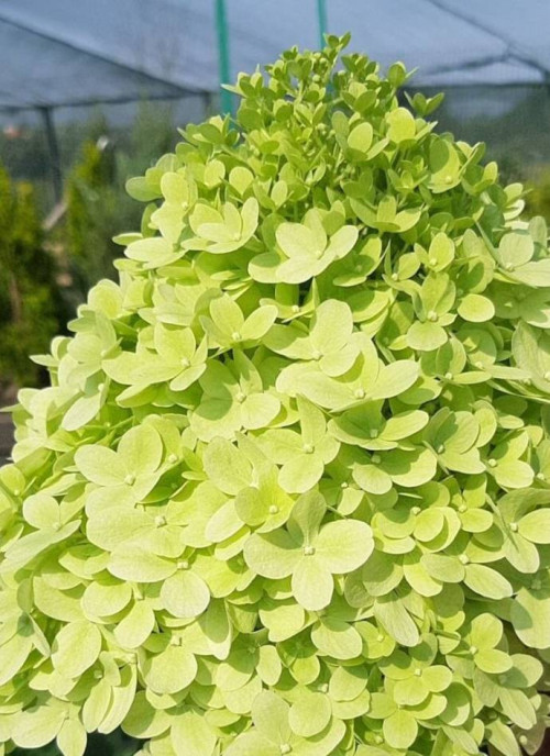 Гортензія волотиста Літл Лайм / Hydrangea paniculata Little Lime( 2річні)