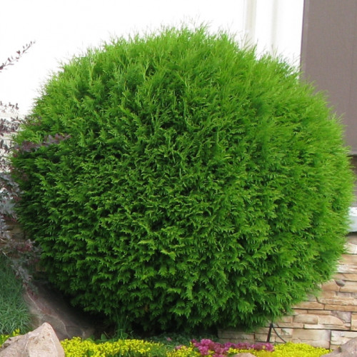 Туя західна Даніка (Thuja occidentalis Danica) с2
