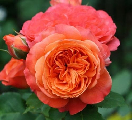 Емільен Гійо (Emilien Guillot)