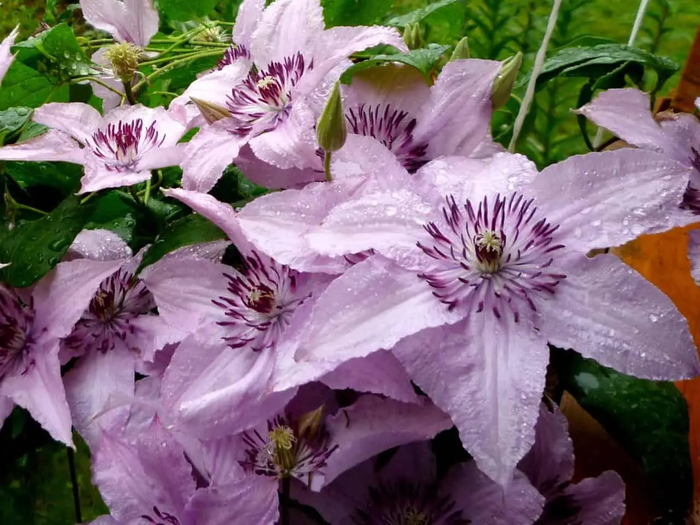 Хеглі Хайбрід (Hagley Hybrids)