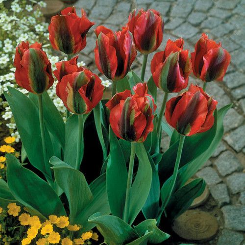 Тюльпан Вірідіфлора Hollywood (Голлівуд) 10/11