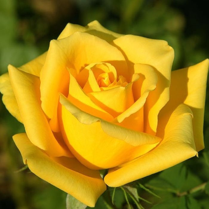 Ландора (Landora)