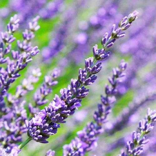 Лаванда Феноменал (Phenomenal)