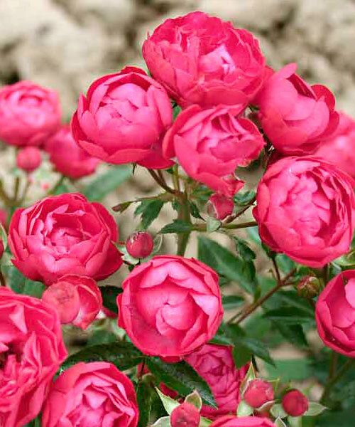 Пінк Морсдарг (Pink Morsdag)