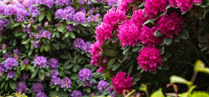 Ван Вірден Пульман (Van Weerden Poelman) (2х річка)