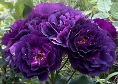 Міднайт Блю (Midnight Blue)