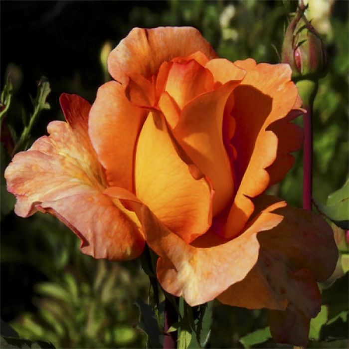 Луї де Фюнес (Louis de Funes)