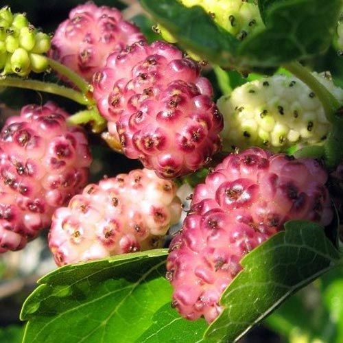 Рожева Принцеса