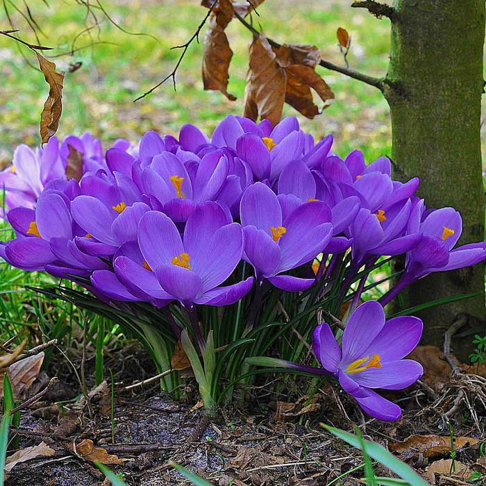 Крокуси 