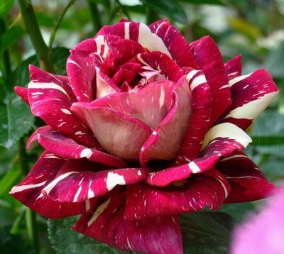 Строката Фантазія (Pestraja Fantazija)