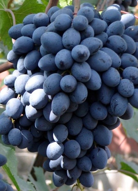 Кишмиш Ребекка