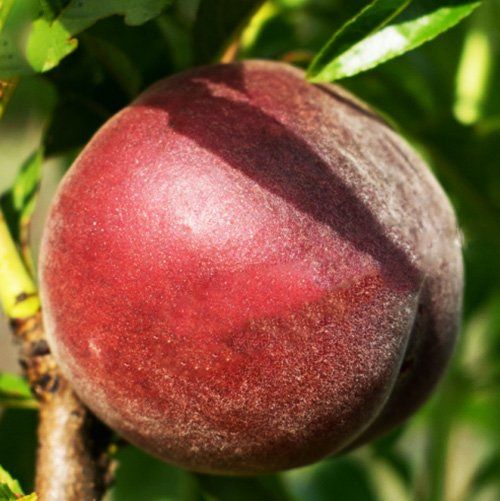 Шугар Тайм (ранній)