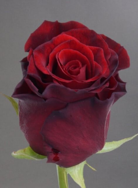 Гран Прі (Grand Prix)