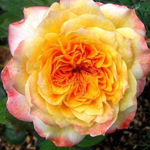 Жорж Данжан (Georges Denjean)