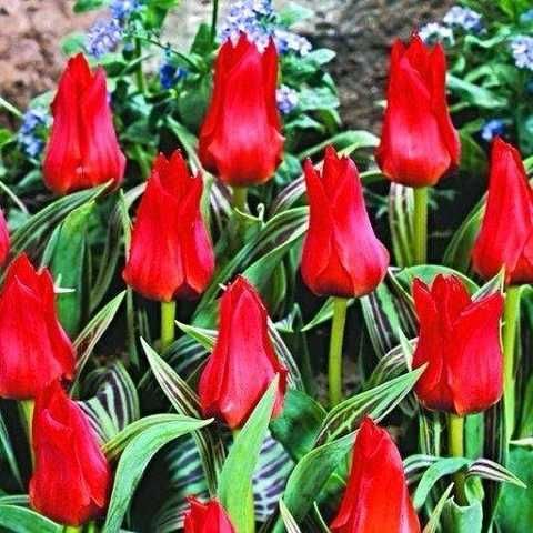 Тюльпан Грейга Double red Riding Hood 10/11