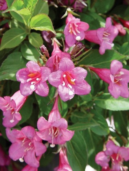 Вейгела Rumba р9
