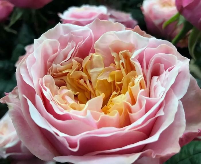 Хоттінг Хілл