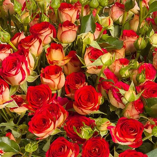 Рубіелла (RubyElla)