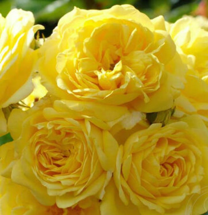 Анна Дюпрей (Anny Duperey)