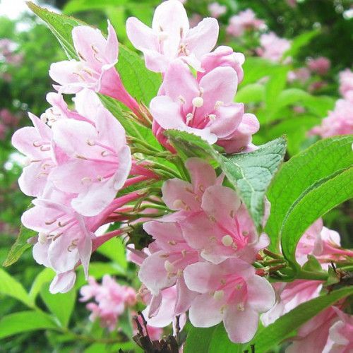Вейгела РОЗЕА / Weigela florida Rosea р9