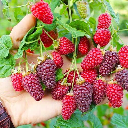 Букінгем Тайбері (малина-ожина) 2л