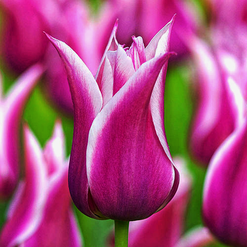 Тюльпан Лілієвидний Ballade 10/11