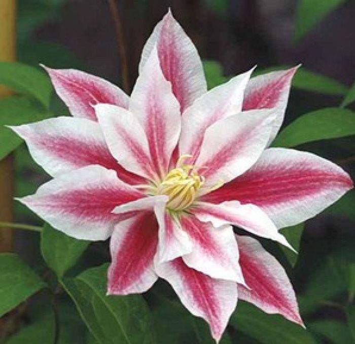 Клематис Andromeda (Андромеда)