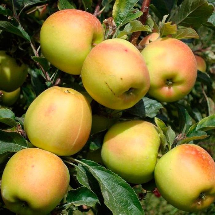 Скіфське золото (середня)