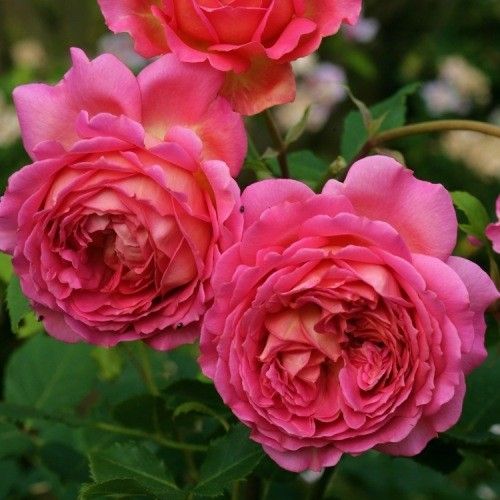 Джубіле Селебрейшн (Jubilee Celebration)