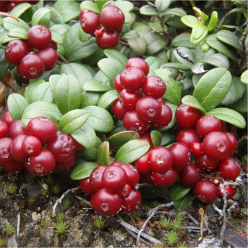 Брусниця  Руно Білявське