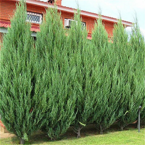 Ялівець скельний Скайрокет С2