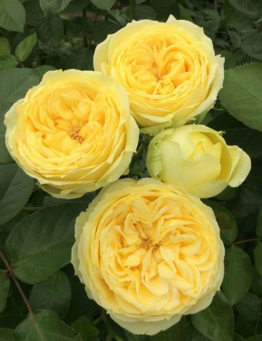 Каталіна (Catalina)